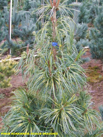 Pinus koraiensis Oculis Draconis.jpg