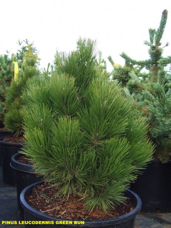 Pinus leucodermis Green Bun.jpg