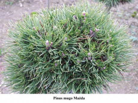 Pinus mugo Mażda.jpg
