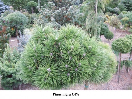 Pinus nigra OPA.jpg