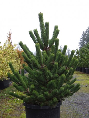 Pinus nigra Oregon Green..jpg