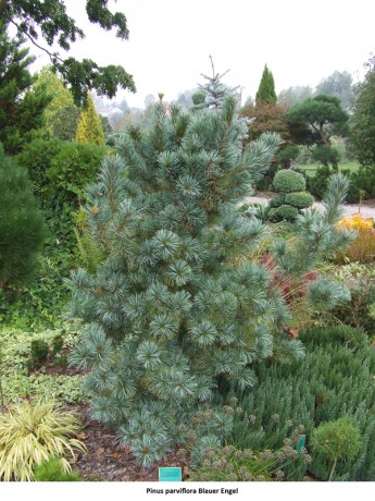 Pinus parviflora Blauer Engel.jpg