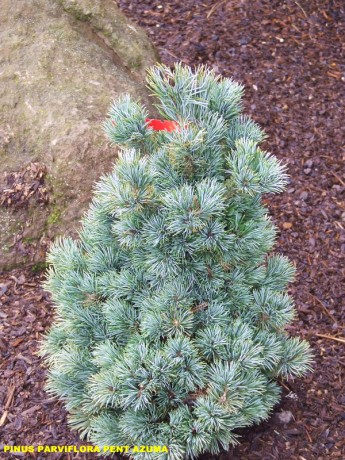 Pinus parviflora Pent Azuma.jpg