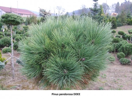 Pinus ponderosa DDEE.jpg