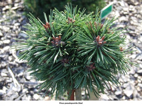 Pinus pseudopumila Okač.jpg