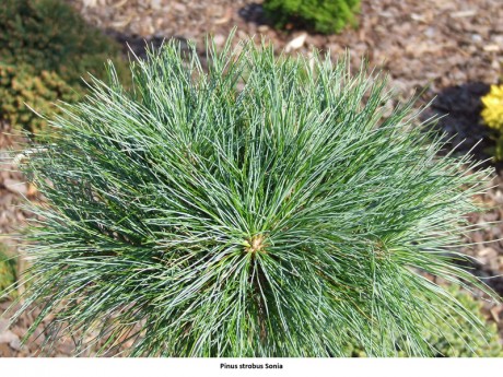 Pinus strobus Sonia.jpg