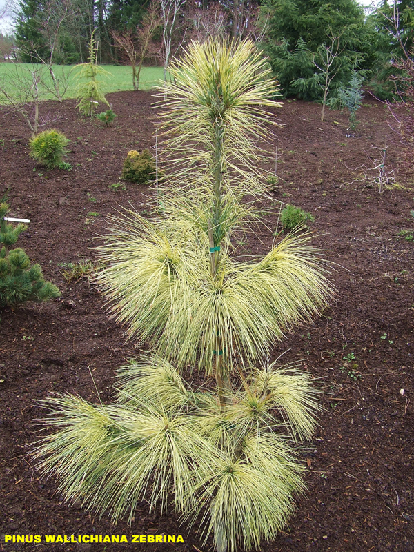 Pinus wallichiana Zebrina.jpg