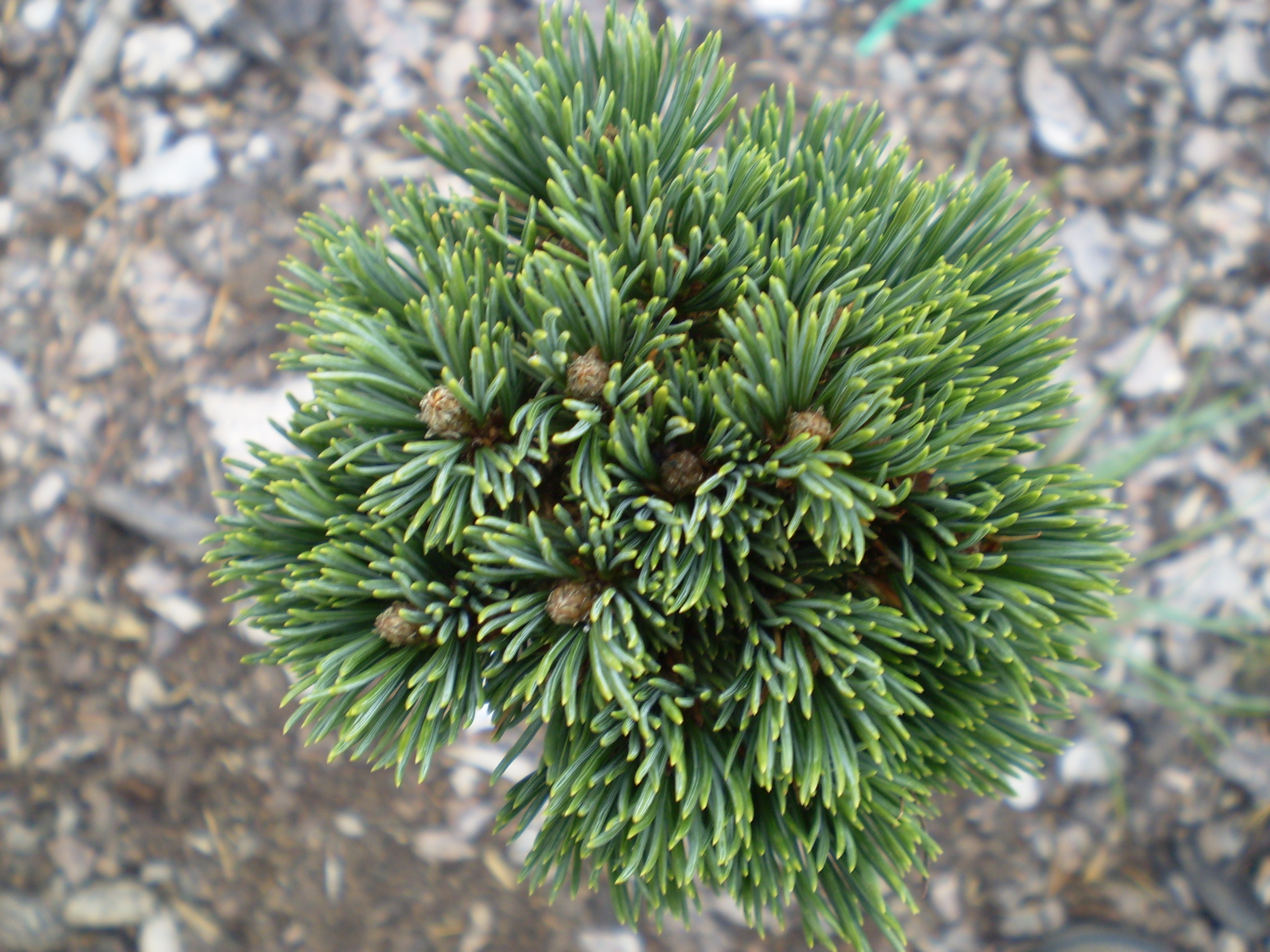 Pinus Albicaulis Falling Rock(detail)