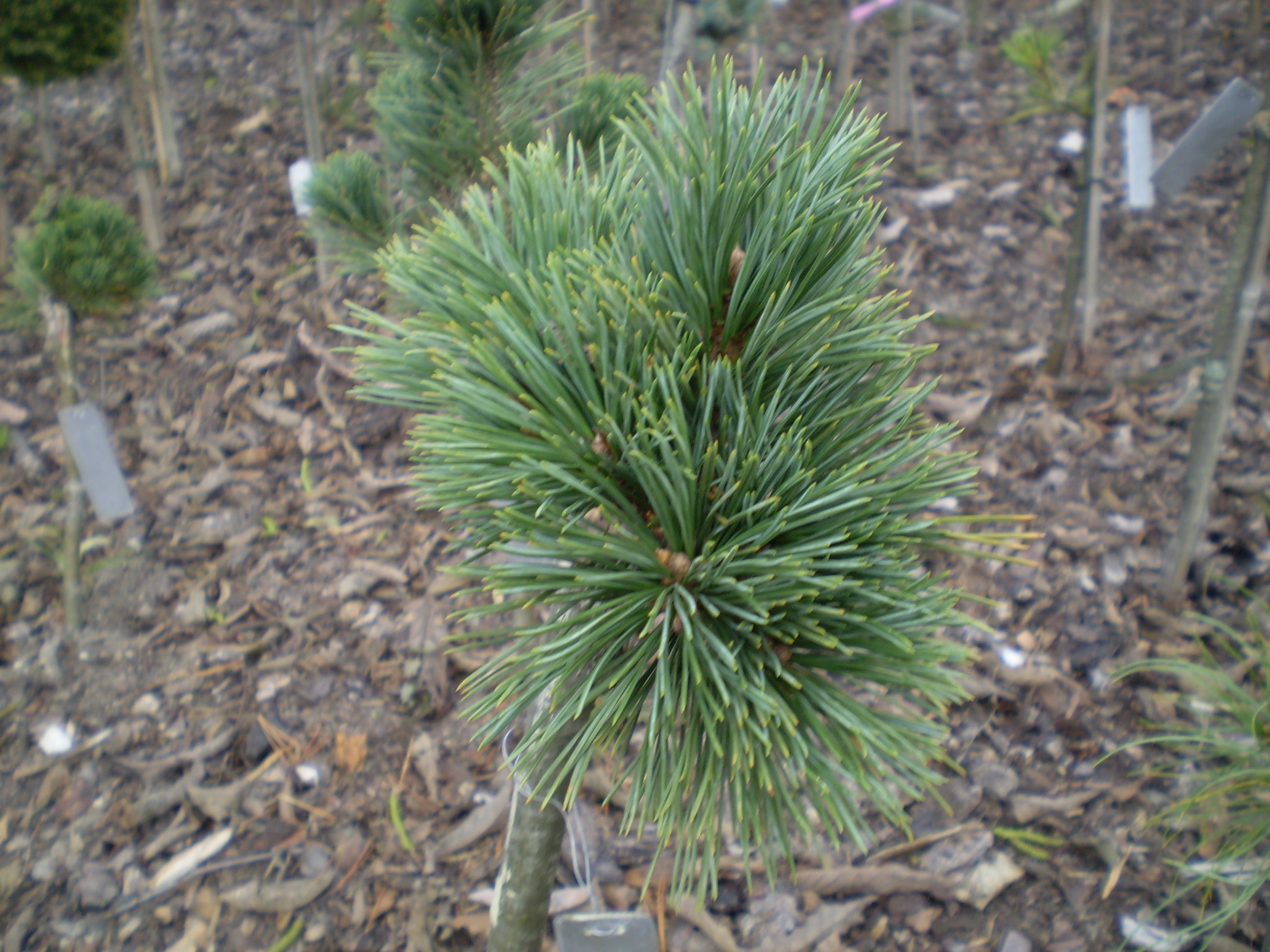 Pinus Albicaulis Glenn Lake(detail)