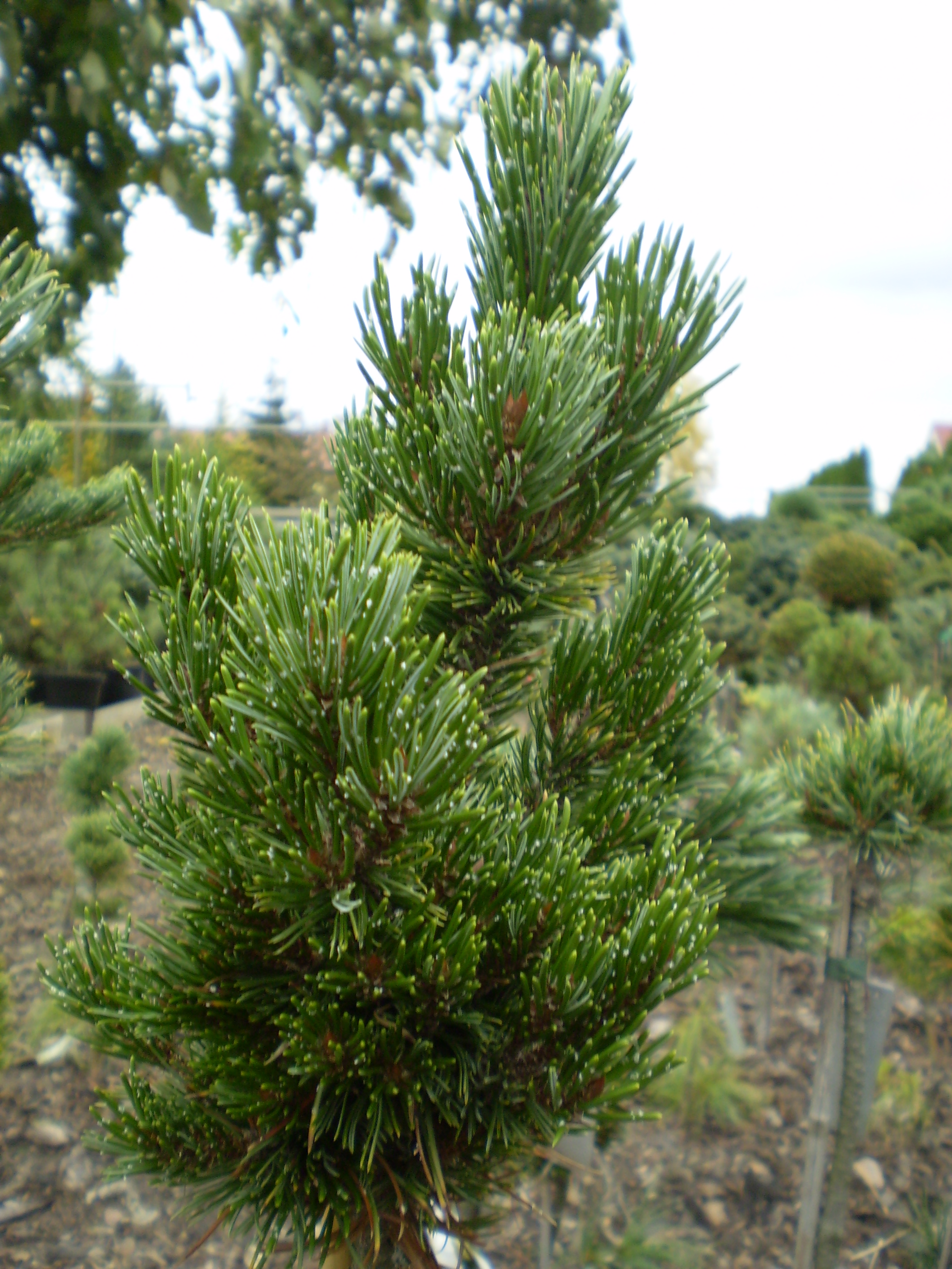 Pinus Aristata Bashfull #75(1)