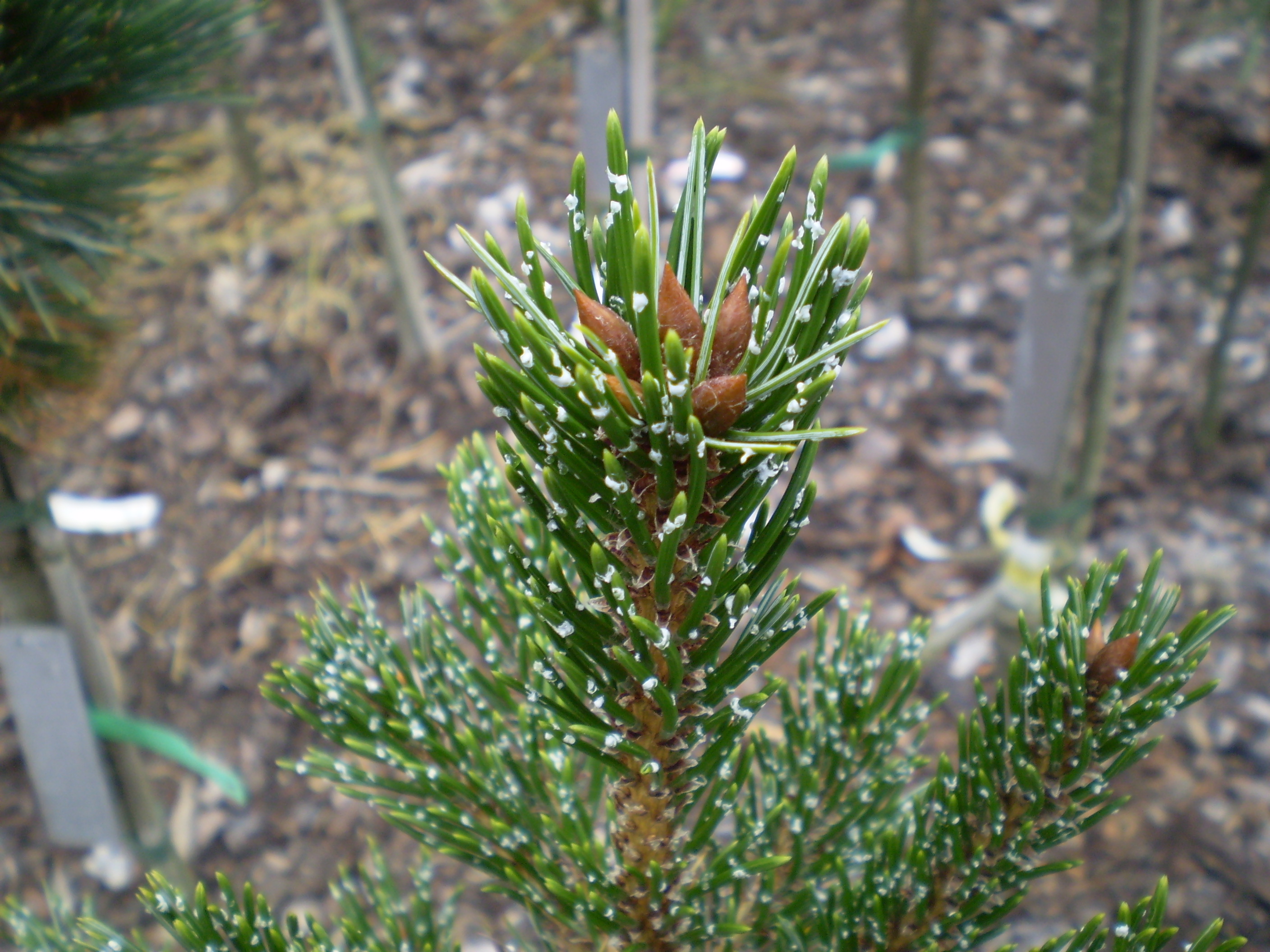 Pinus Aristata Bashfull #75(detail)