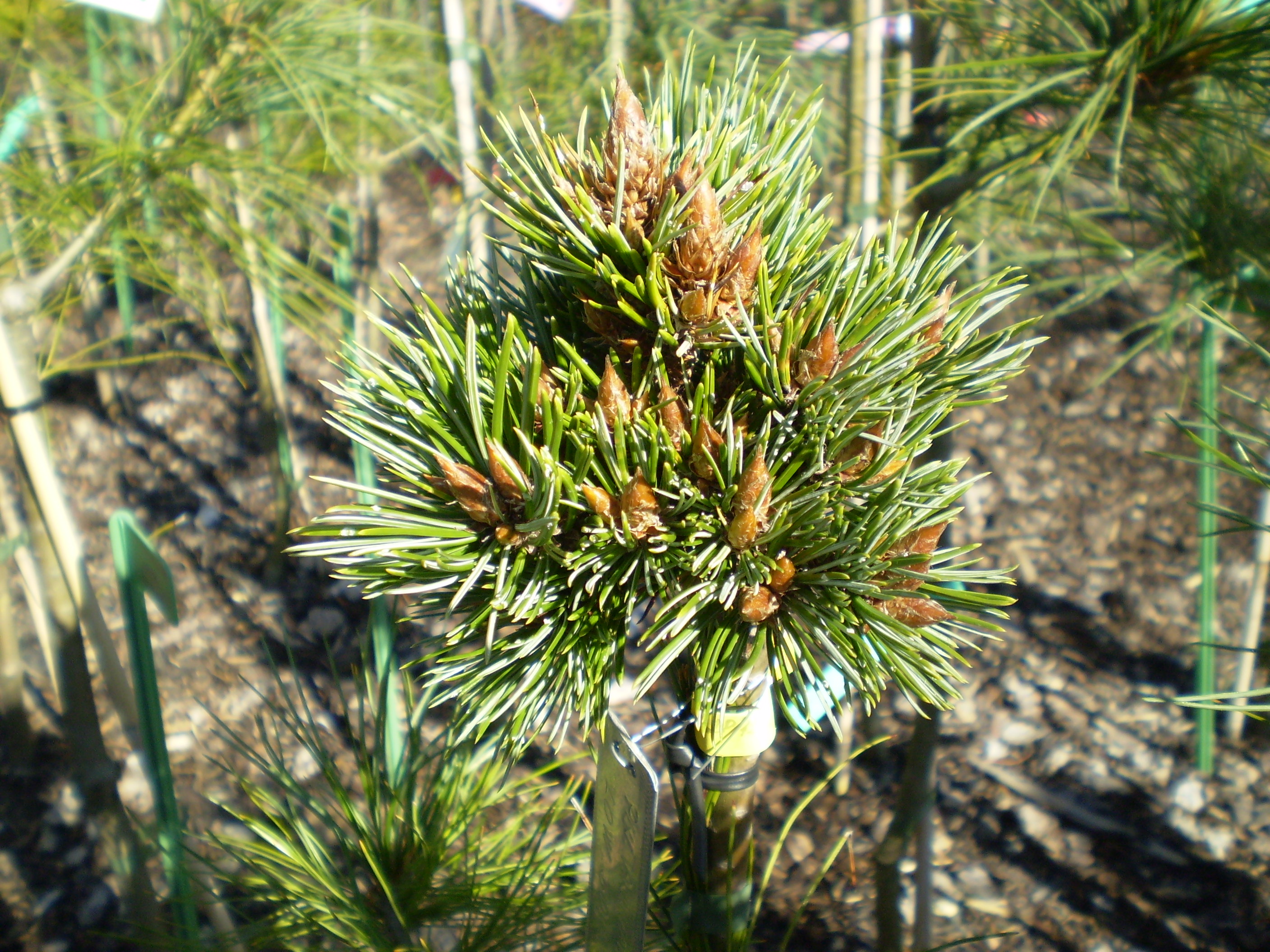 Pinus Aristata Low Boy(1)