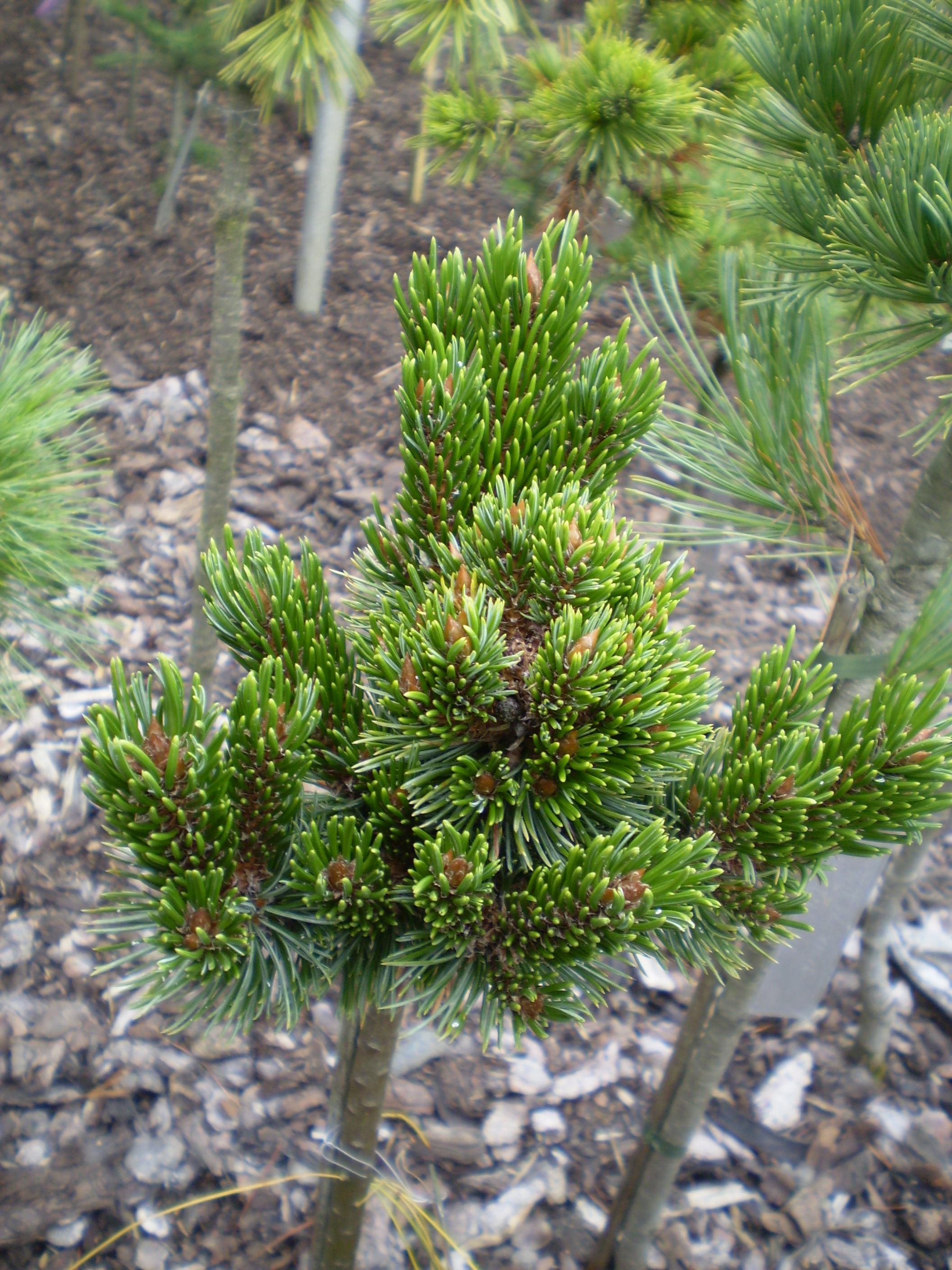 Pinus Aristata Red Bird #161(1)