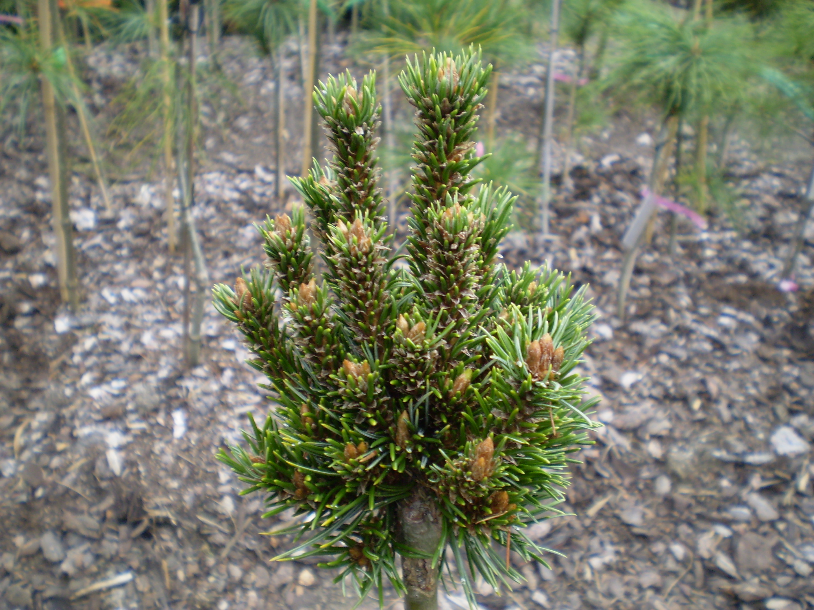 Pinus Aristata Saunora M Broom(detail)