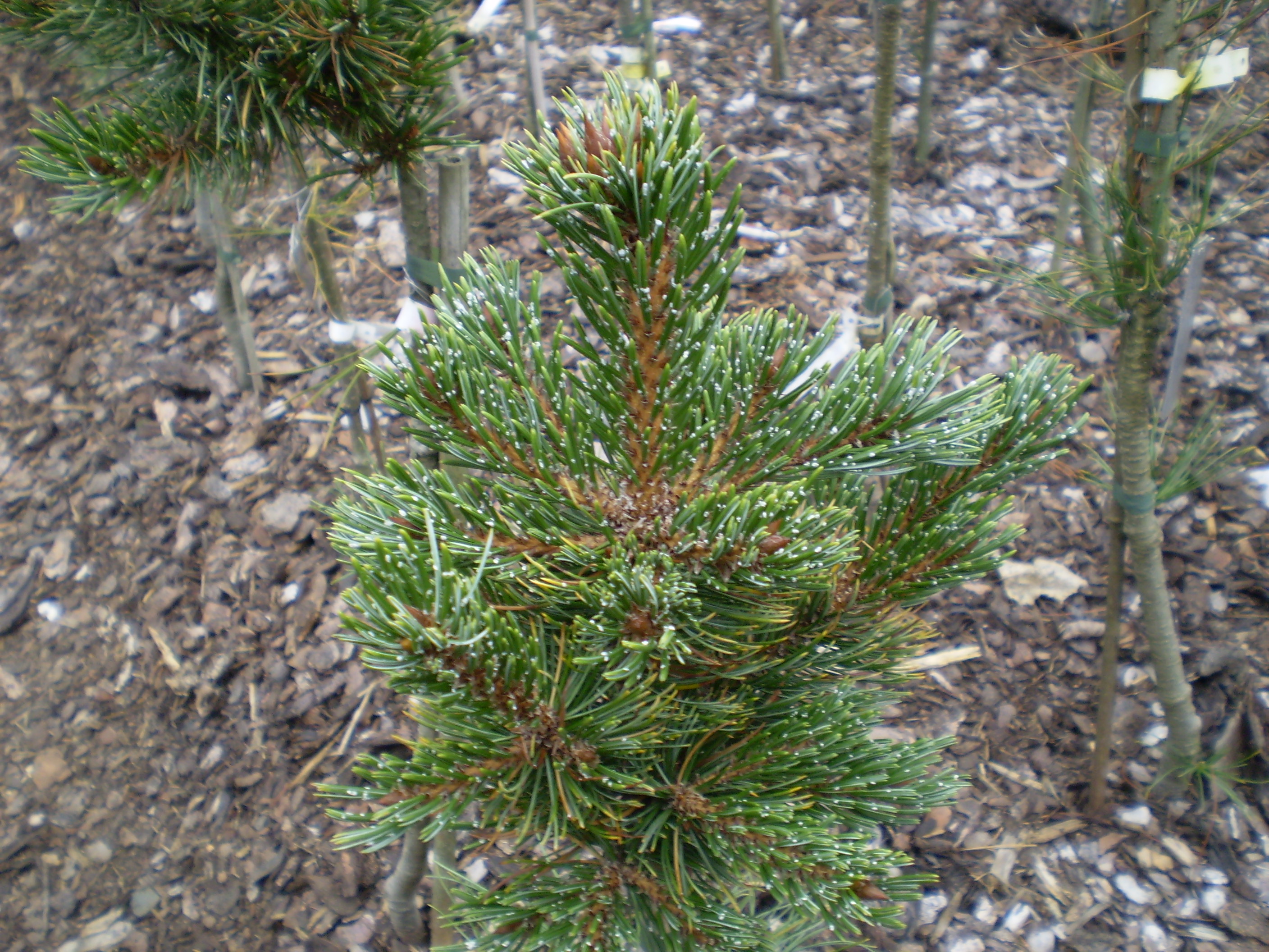 Pinus Aristata Silver Bird(1)