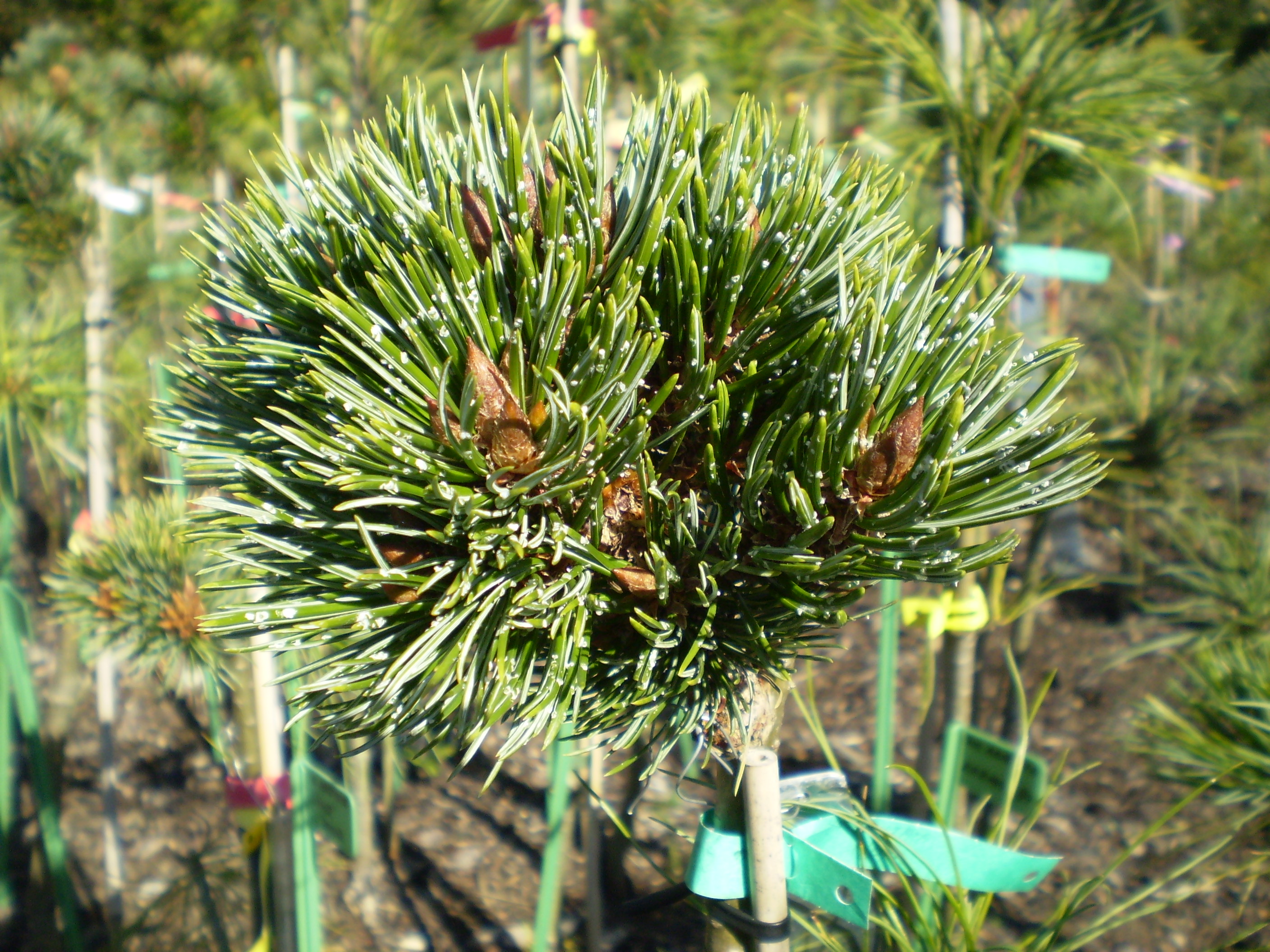Pinus Aristata Sleepy #60(1)