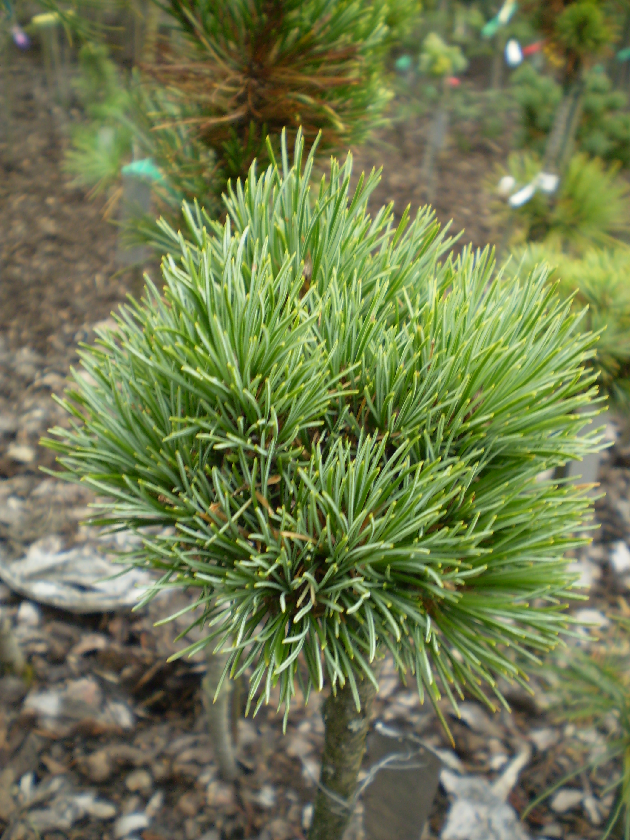 Pinus Cembra Cleison(1)