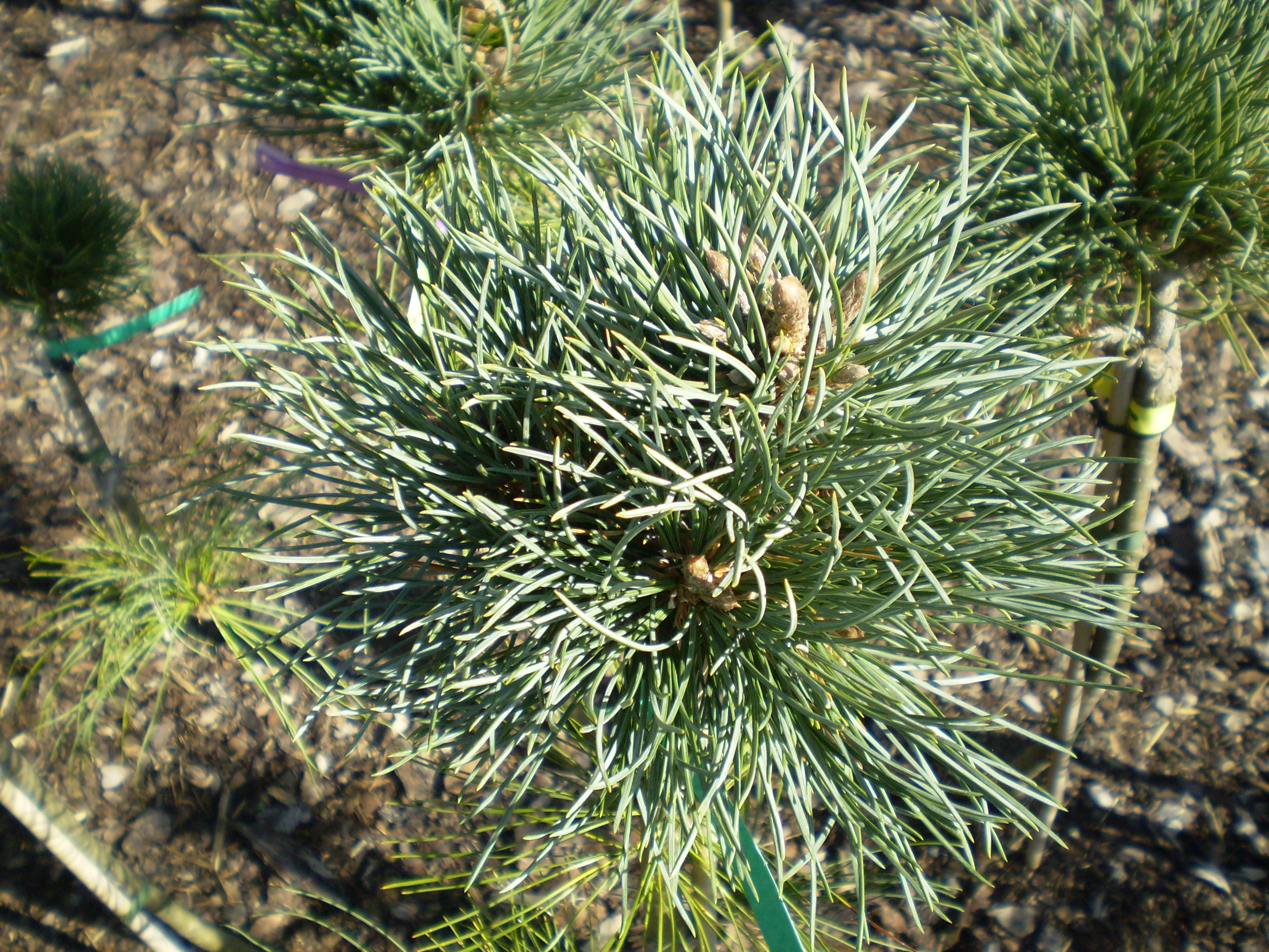 Pinus Flexilis Niceiam #83(1)