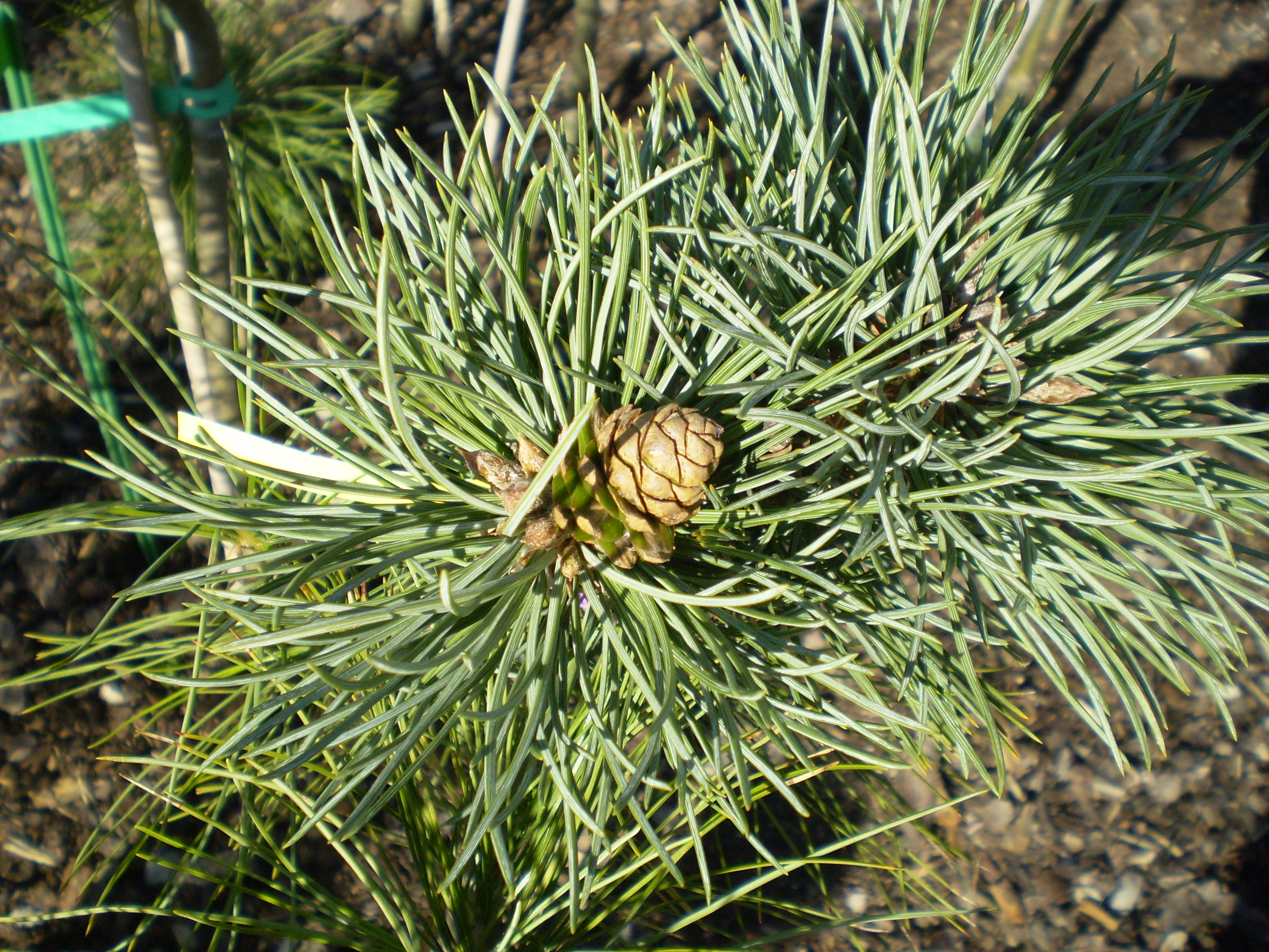 Pinus Flexilis Niceiam #83(detail)