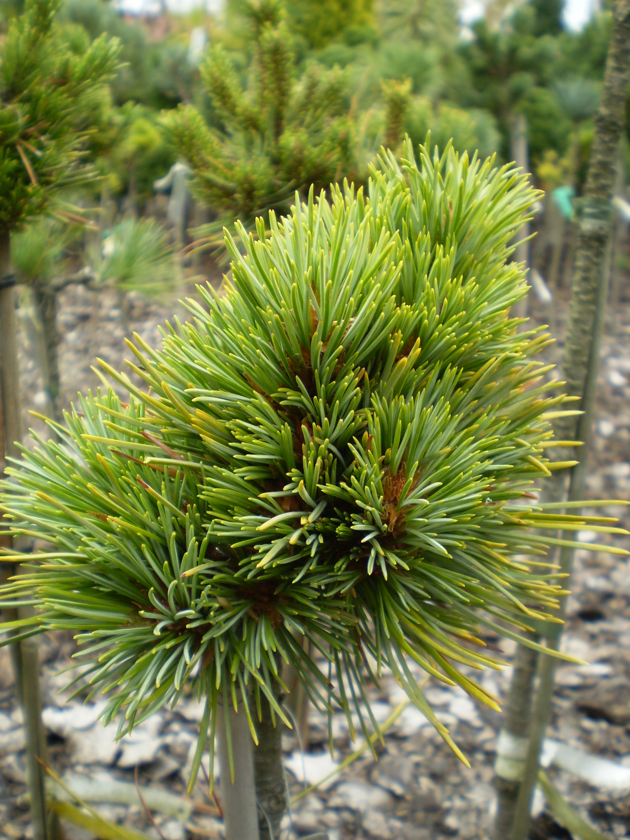 Pinus Korainensis Spring Grove(detail)