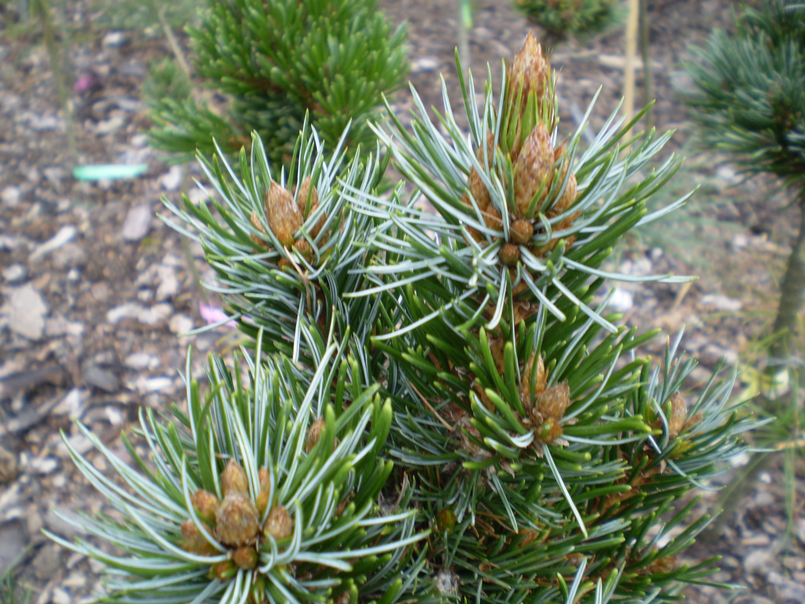 Pinus Longeava Grovy(detail)
