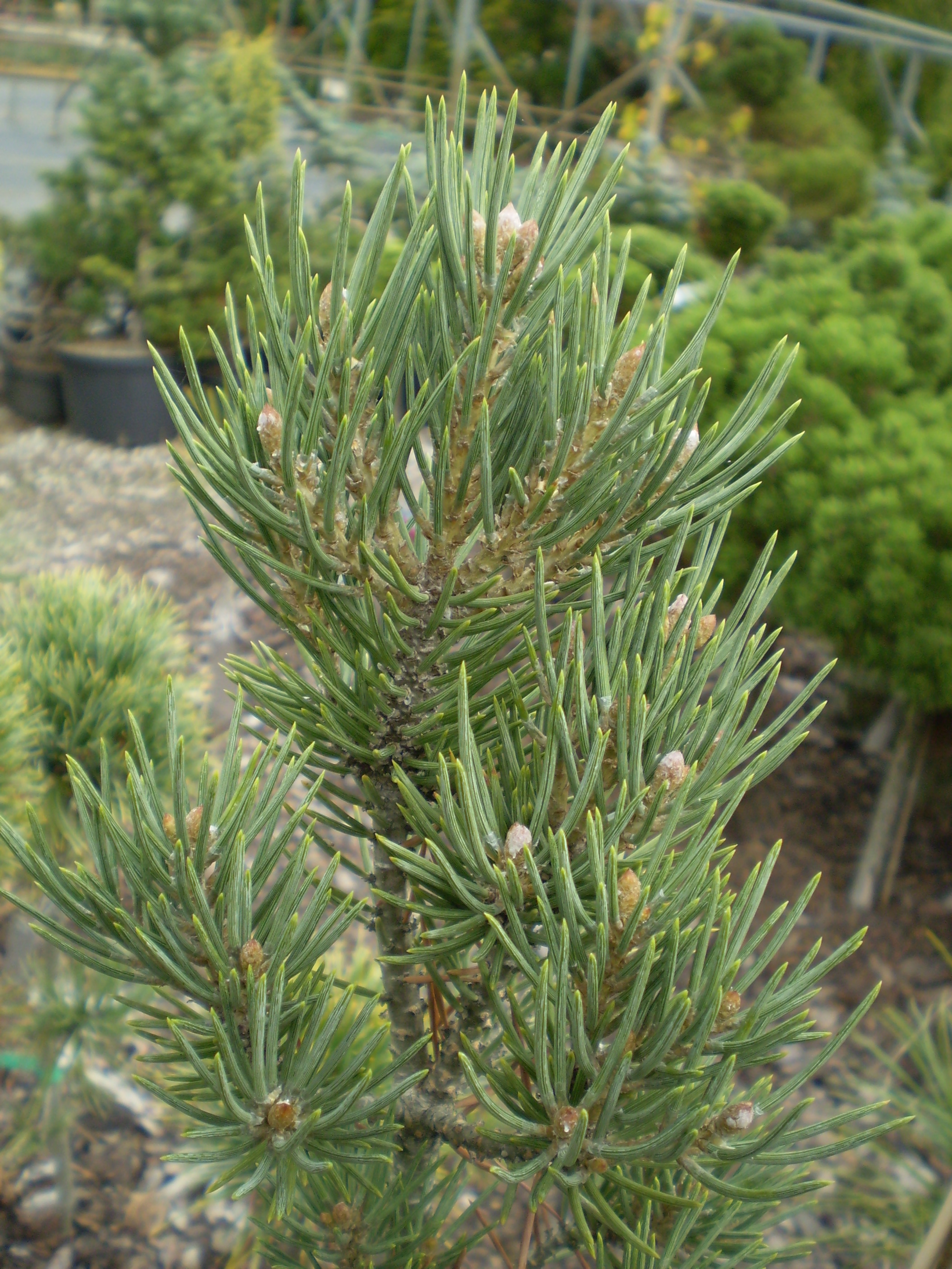 Pinus Monophylla  Eney(detail)