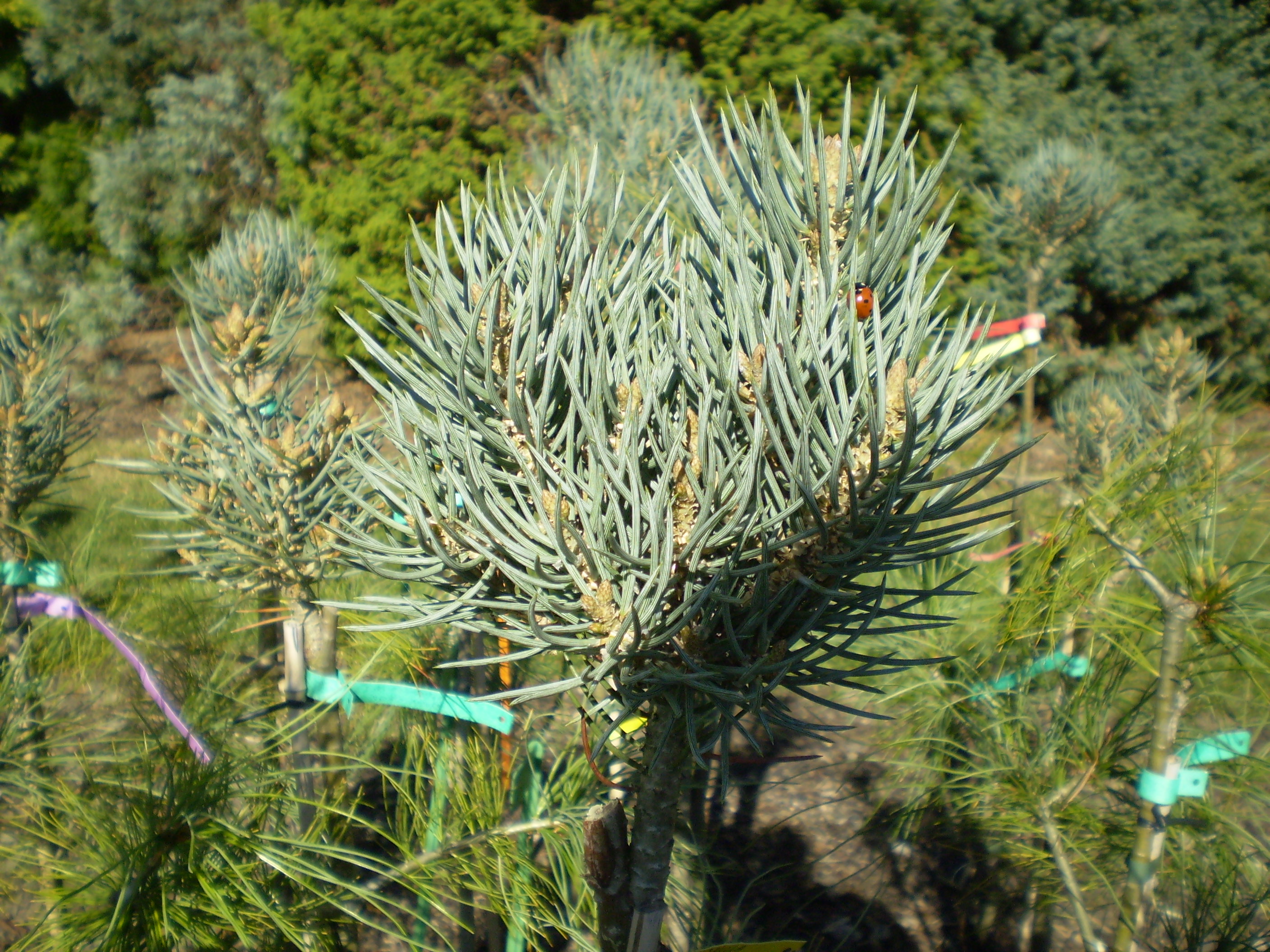 Pinus Monophylla  Sunrise(detail)