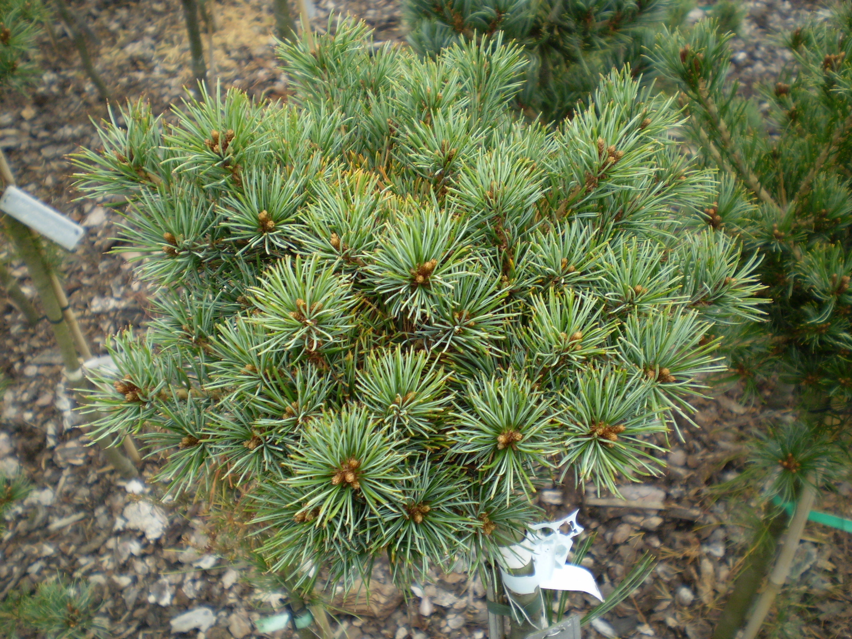 Pinus Parviflora Karen Fw #7(1)