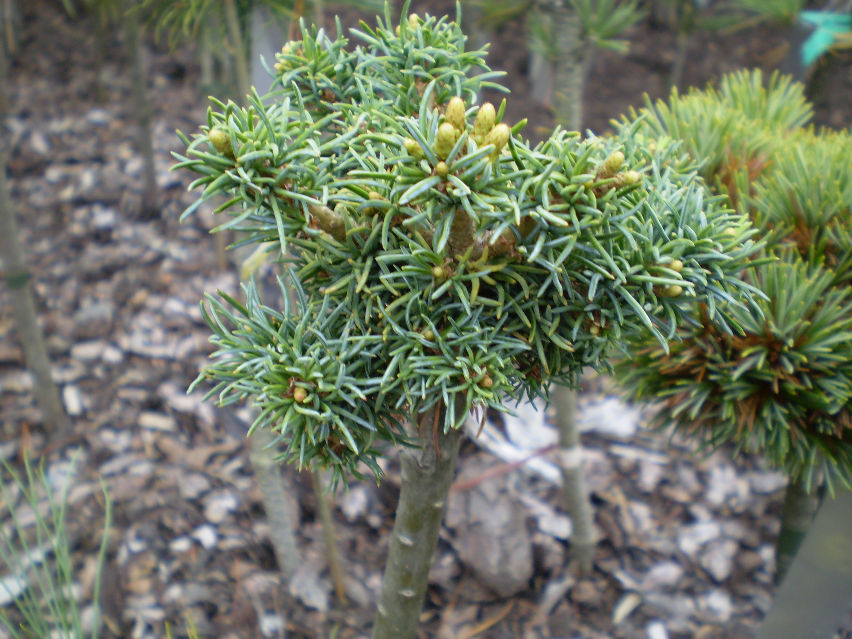 Pinus Parviflora Richard Lee(detail)