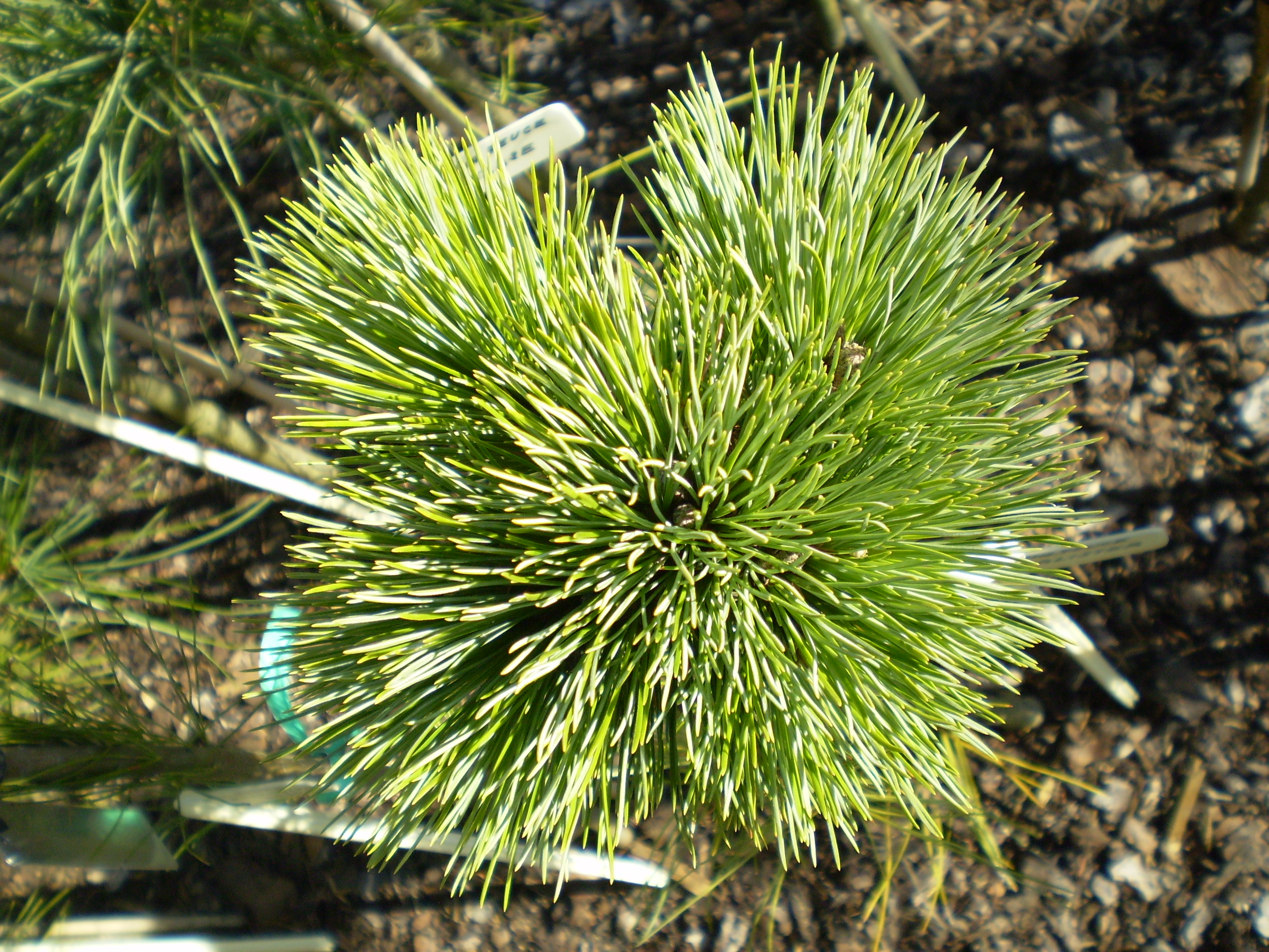 Pinus Peuce Kobold(1)