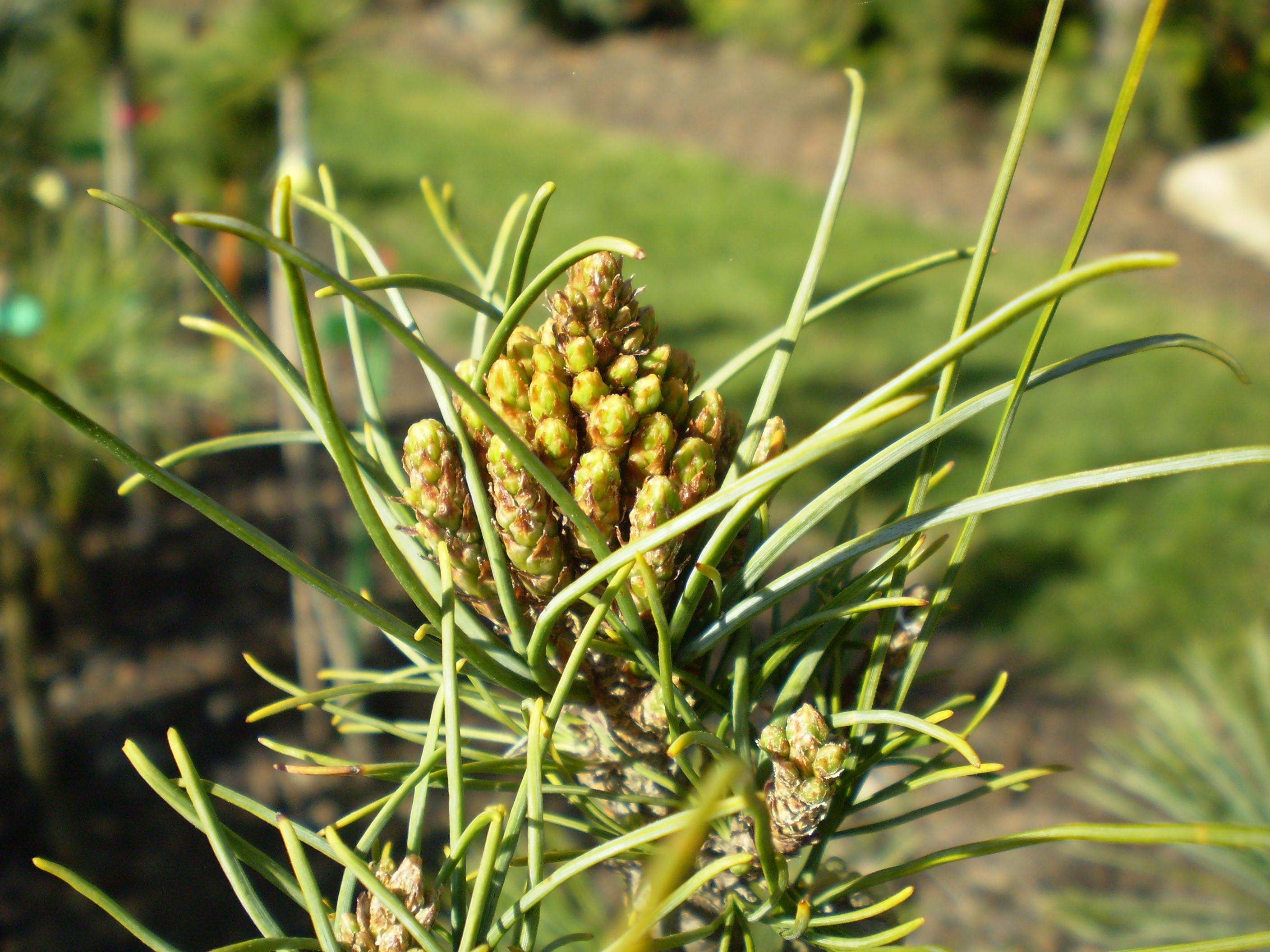 Pinus Peuce Kobold(detail)