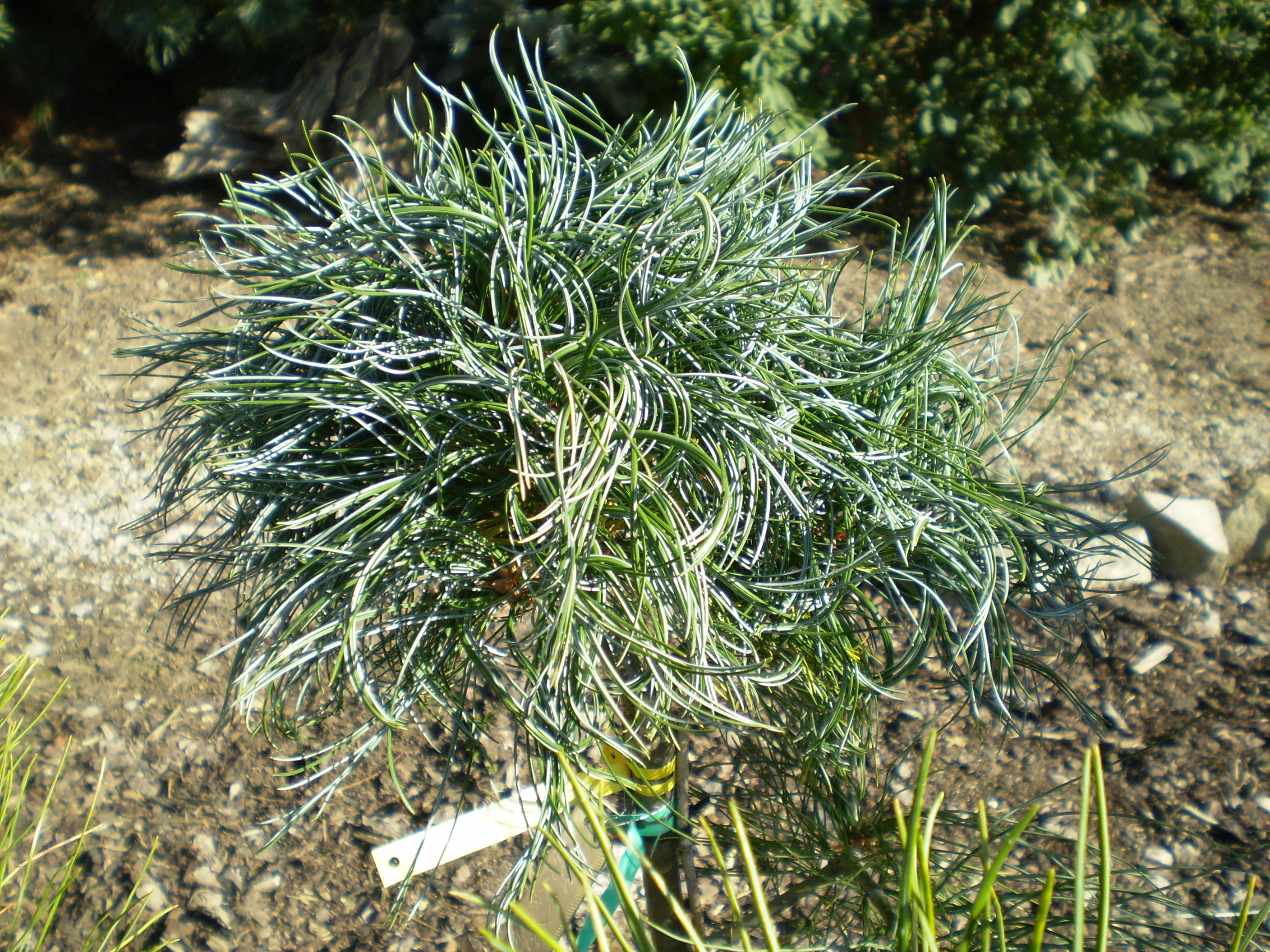 Pinus Strobus Green Twist(1)