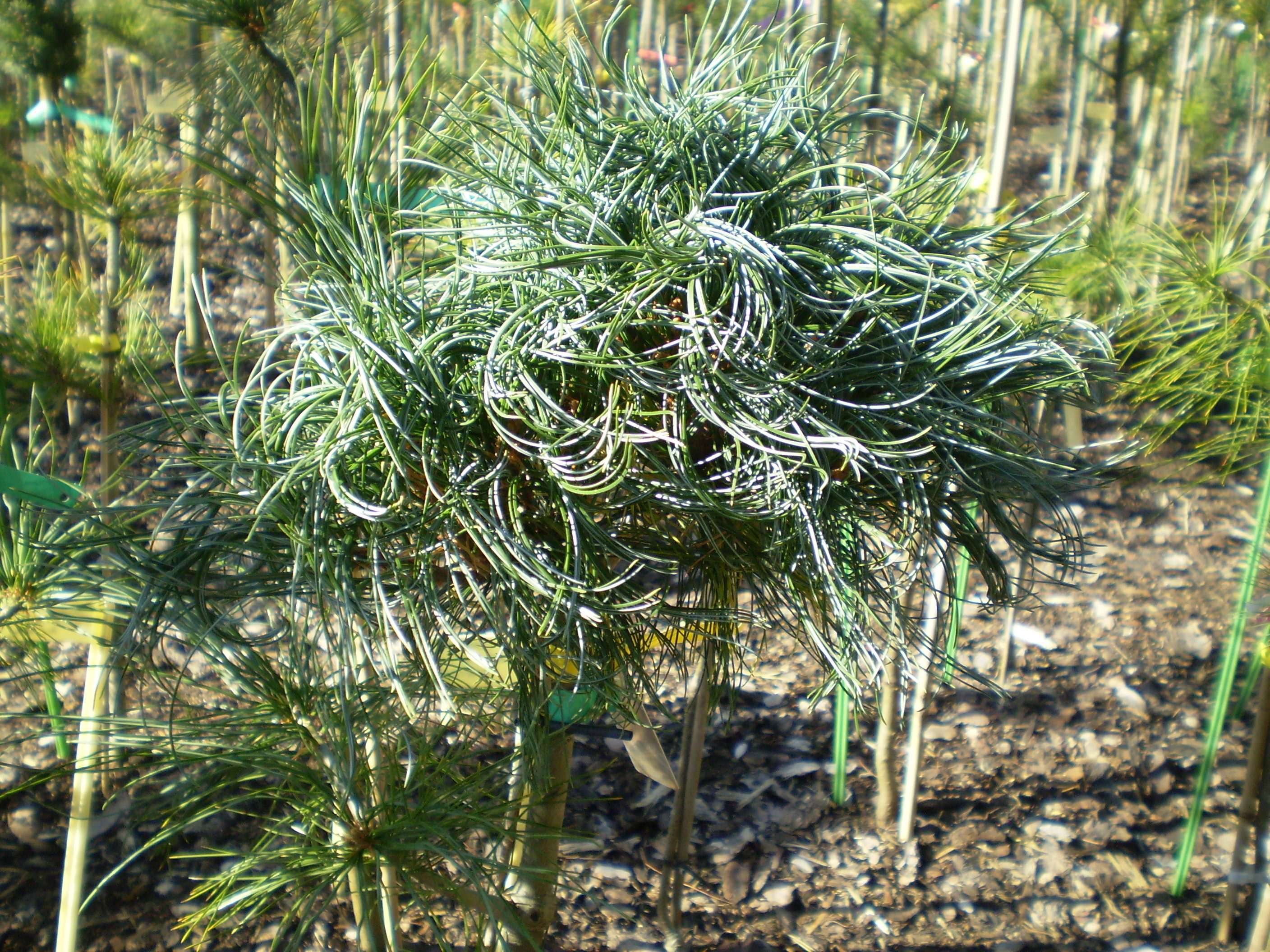 Pinus Strobus Green Twist(detail)
