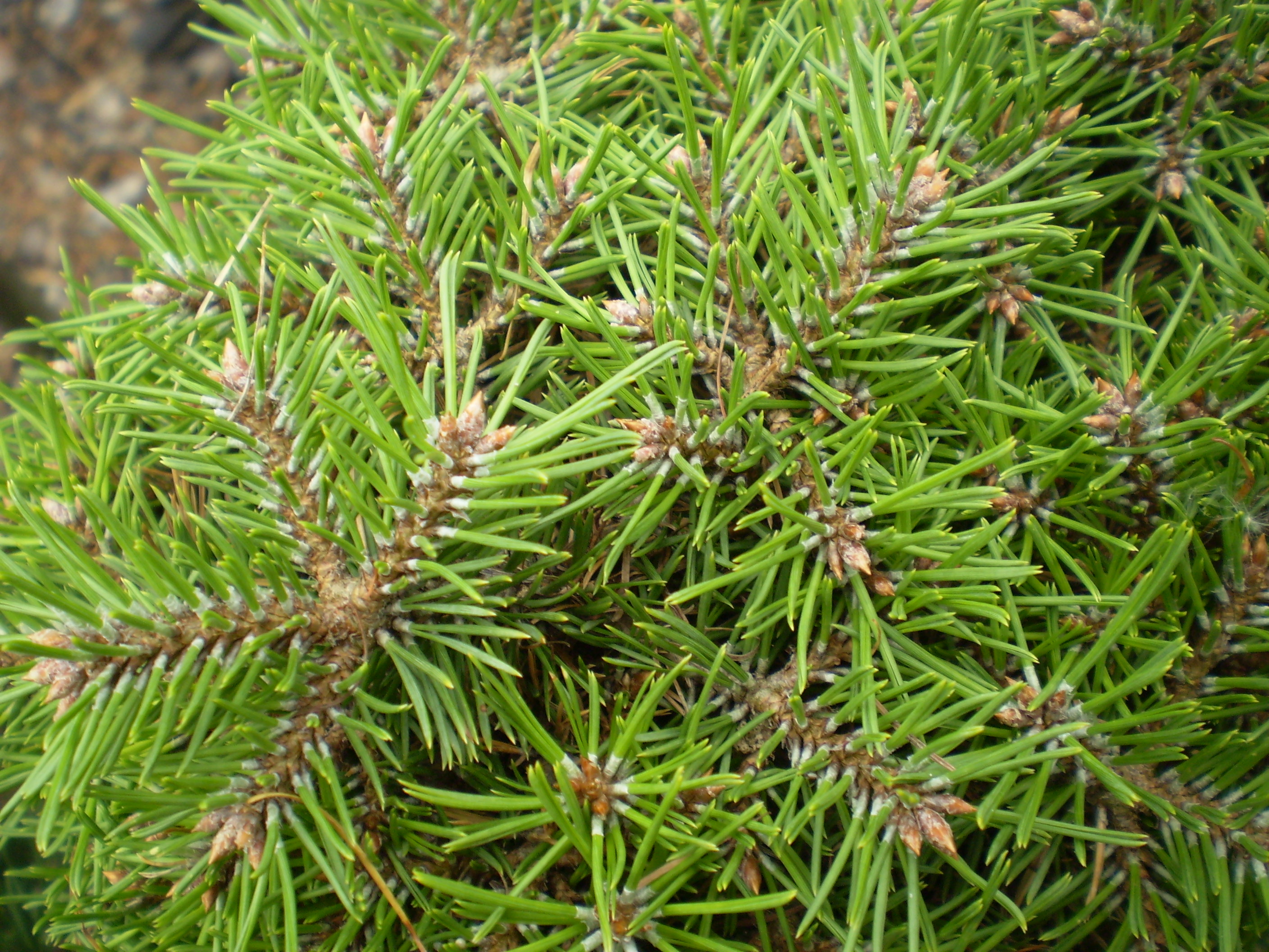 Pinus Sylvestris Pepino(detail)