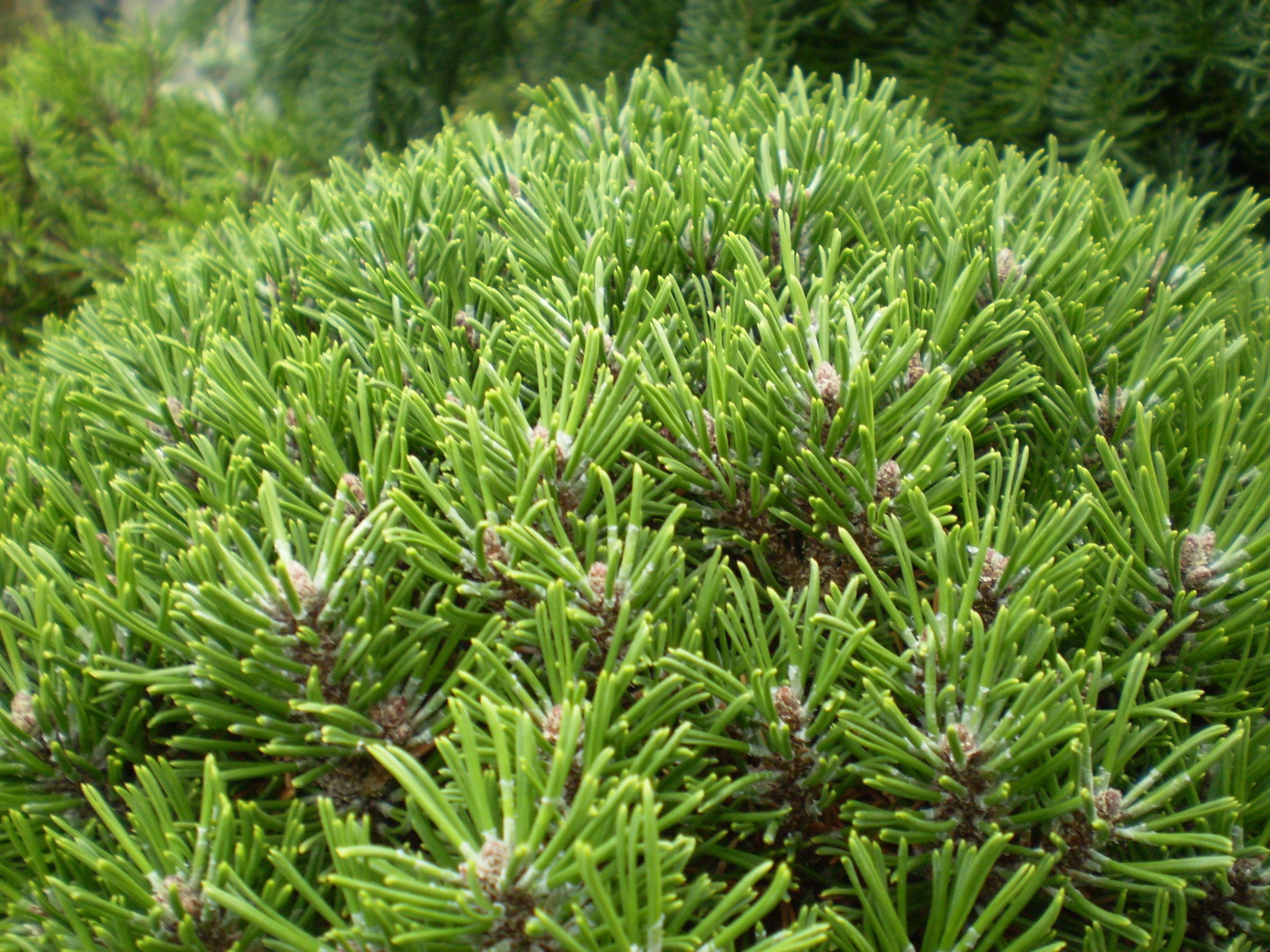 Pinus Uncinata Ježek(detail)